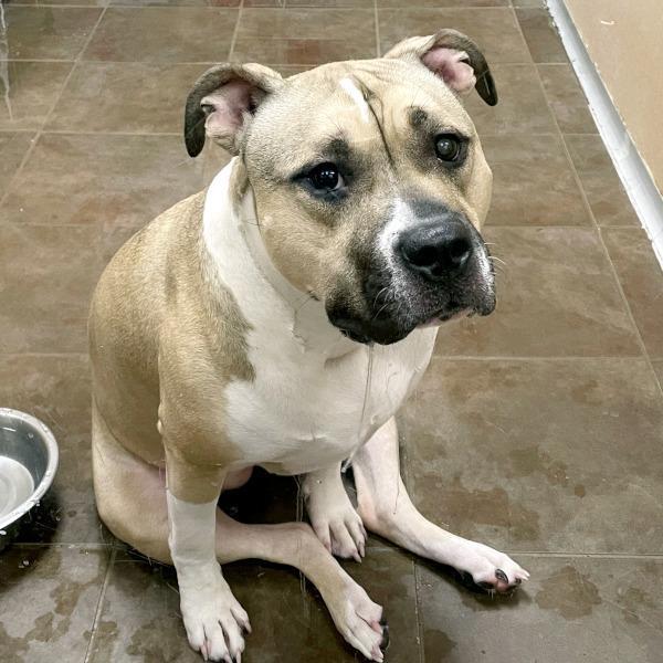 Willow Bonded Buddies