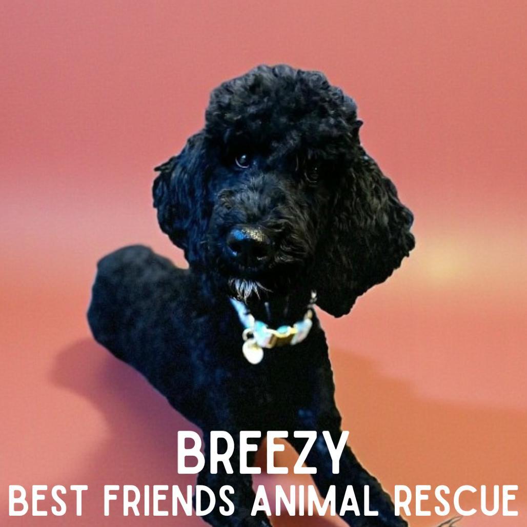 Breezy