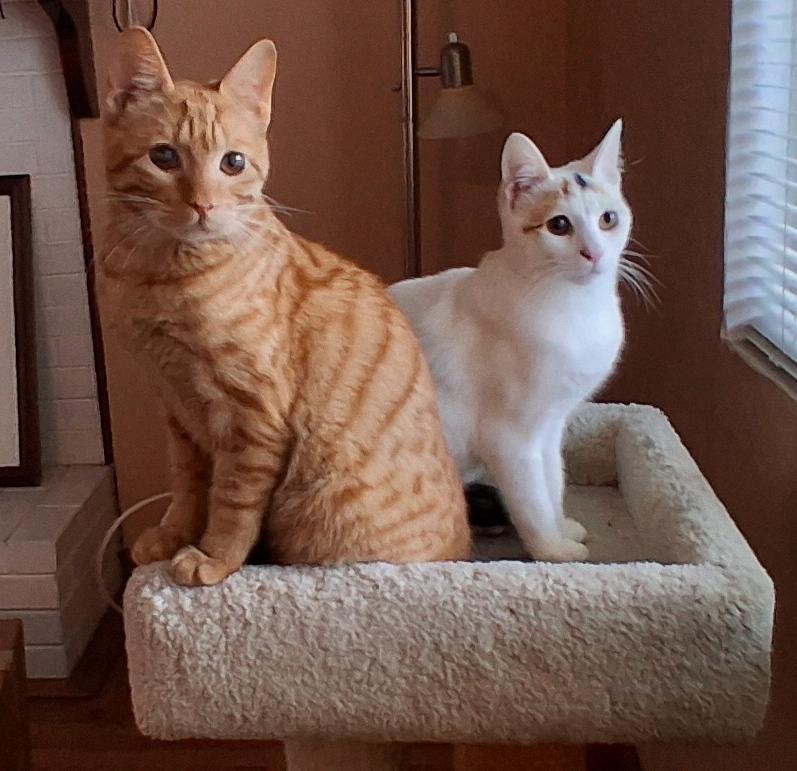 Happy And Marshmallow