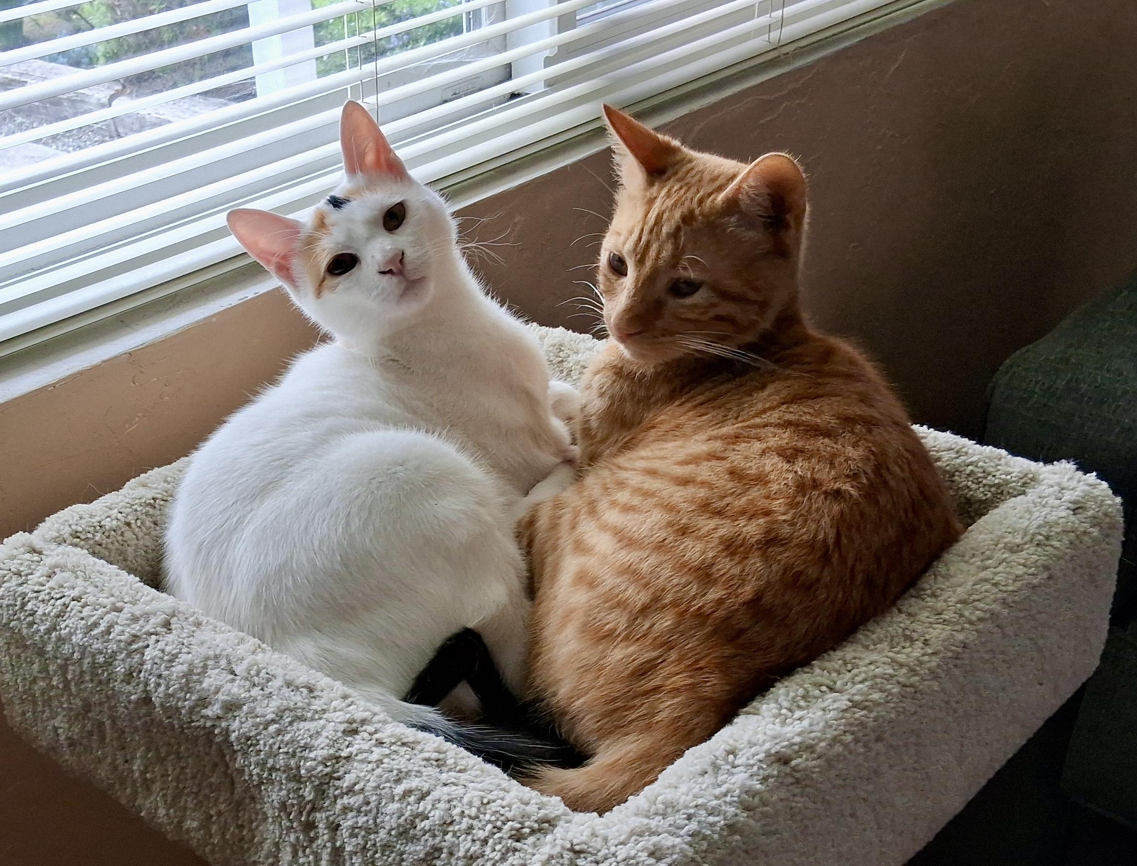 Marshmallow And Happy