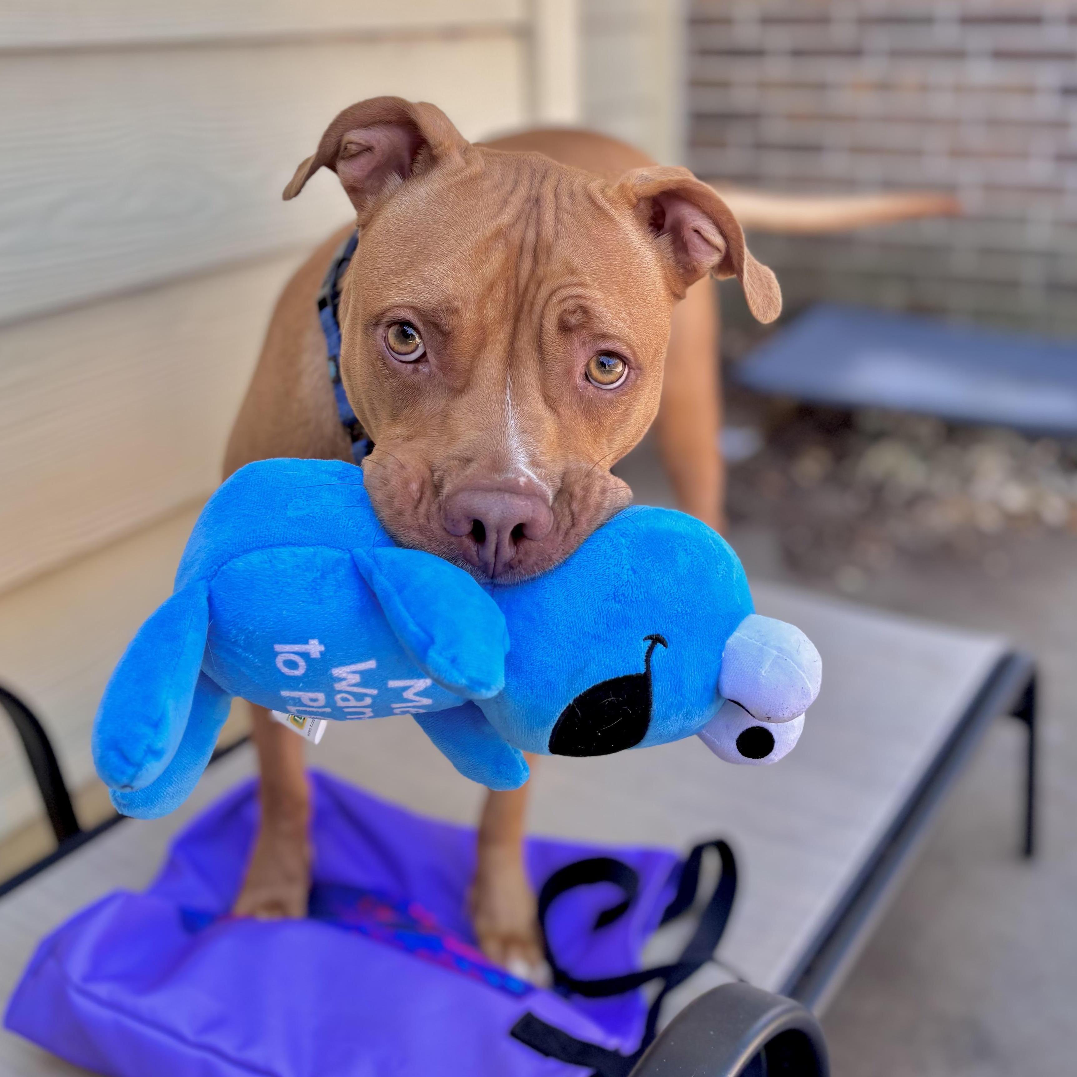 Cinnamon Sugar Donut
