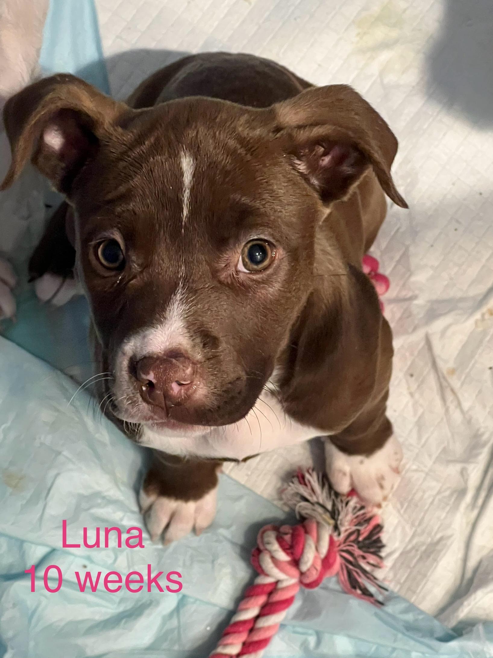 Luna