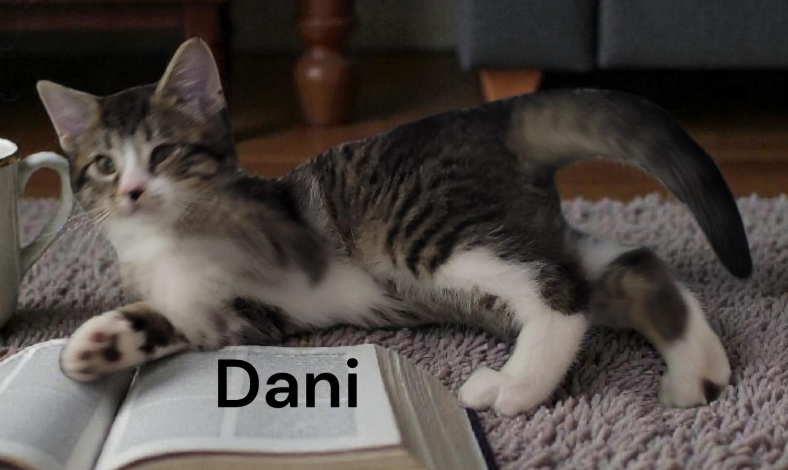 Dani