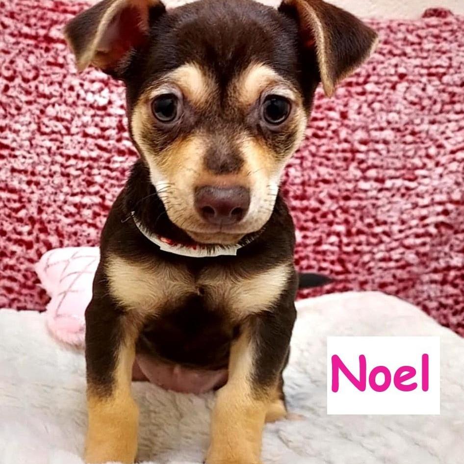Noel