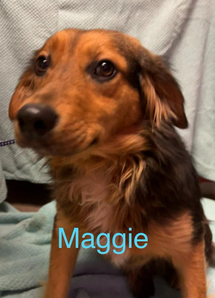 Maggie