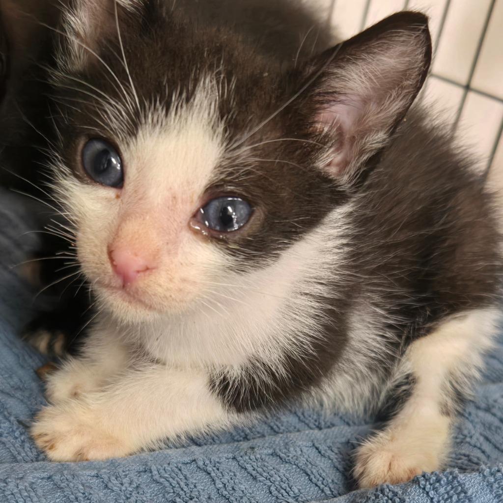 Captain Cookies N' Cream