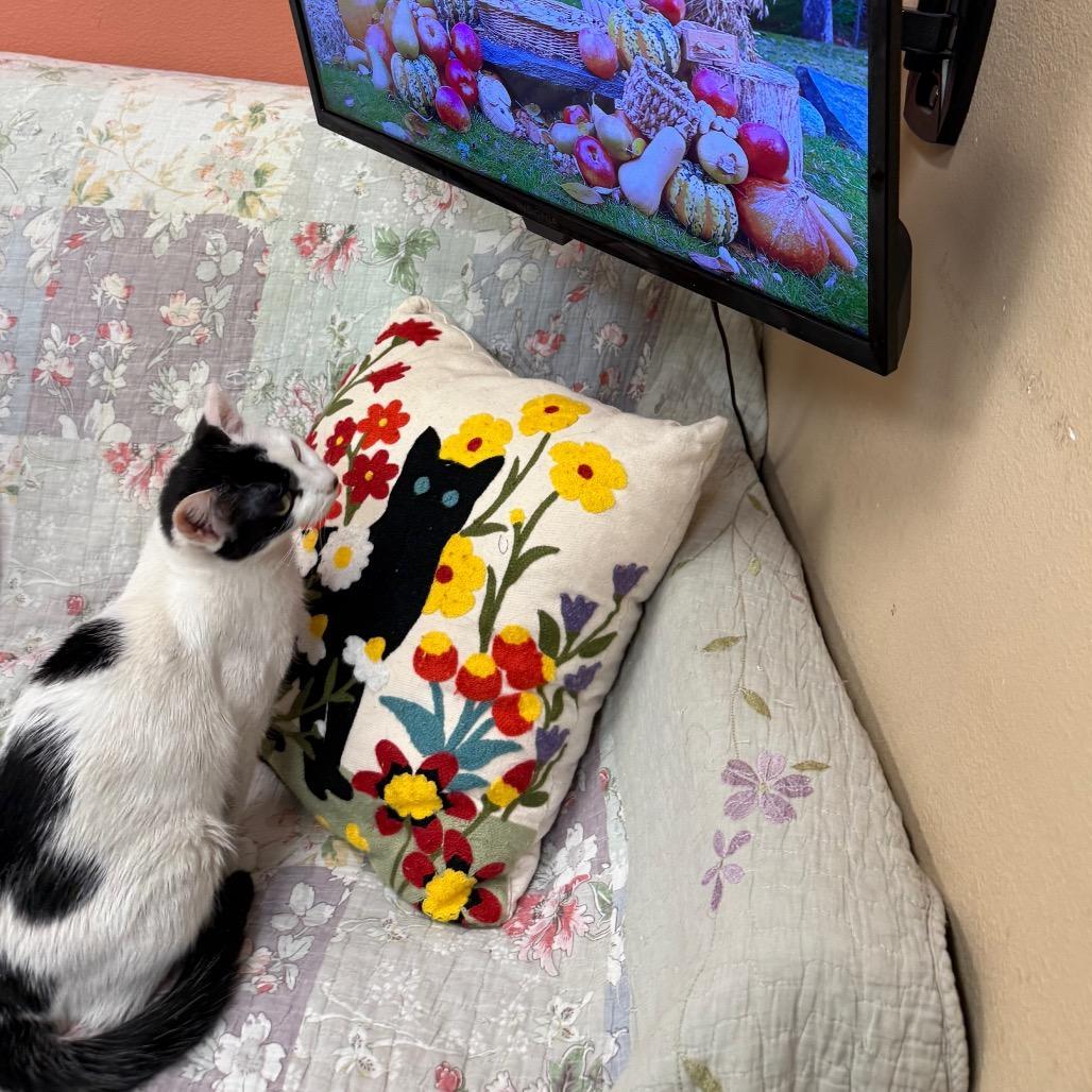 Avril Gentle Sweetheart