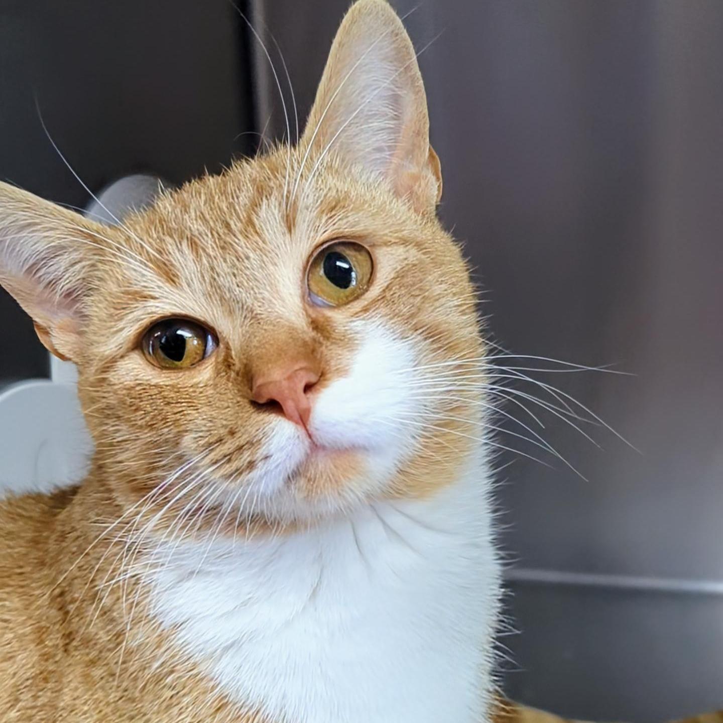 Momo Bonded With Walter