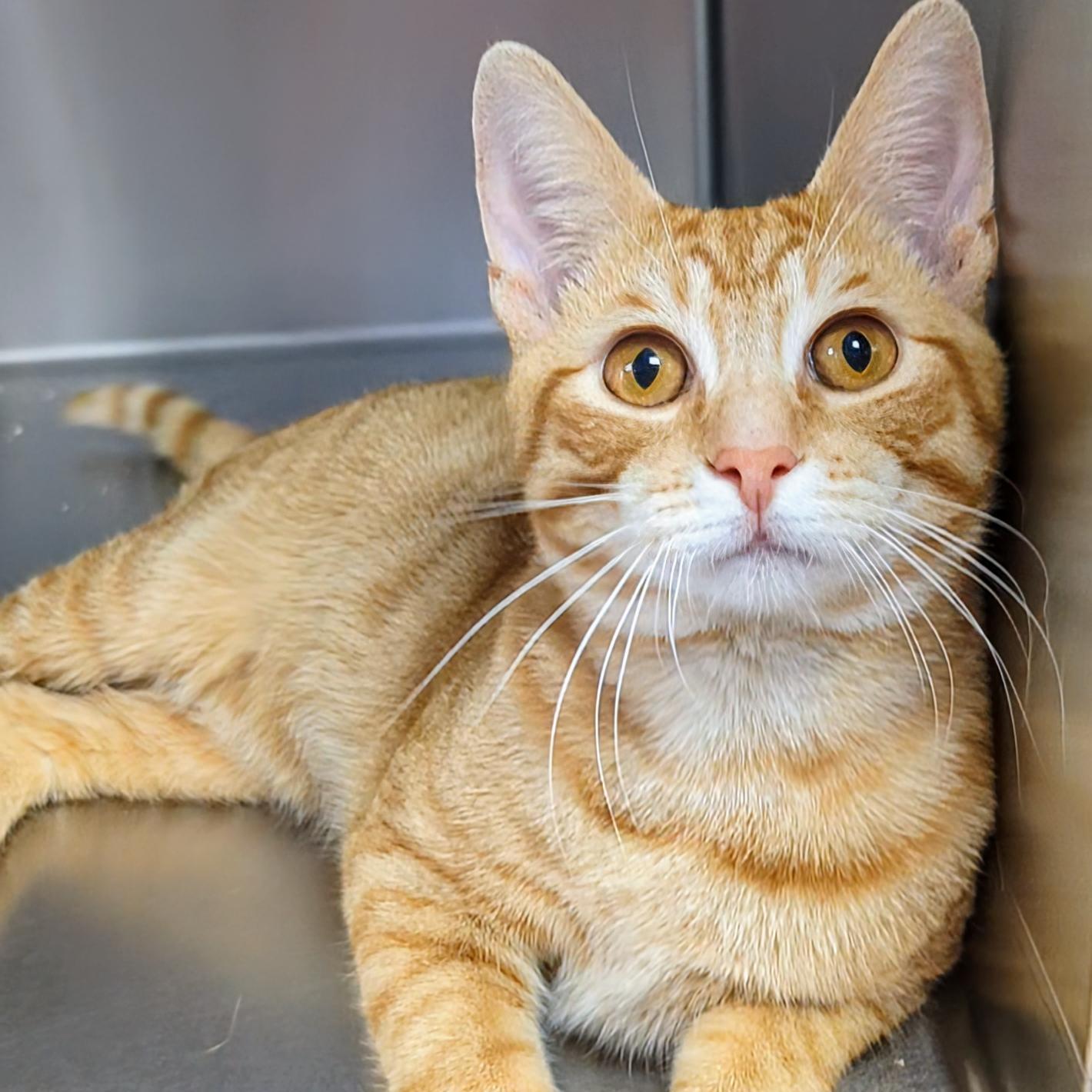 Walter Bonded With Momo