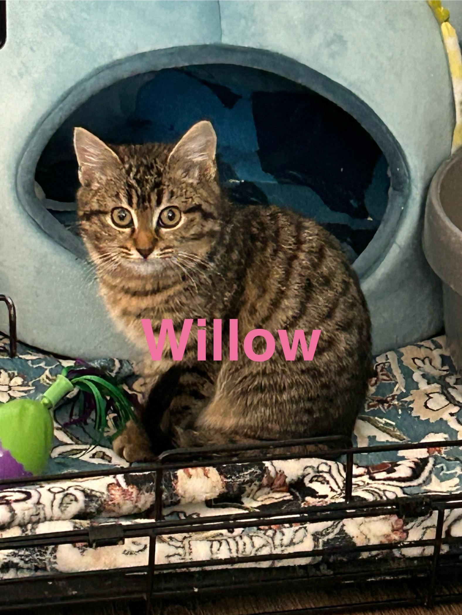 Willow