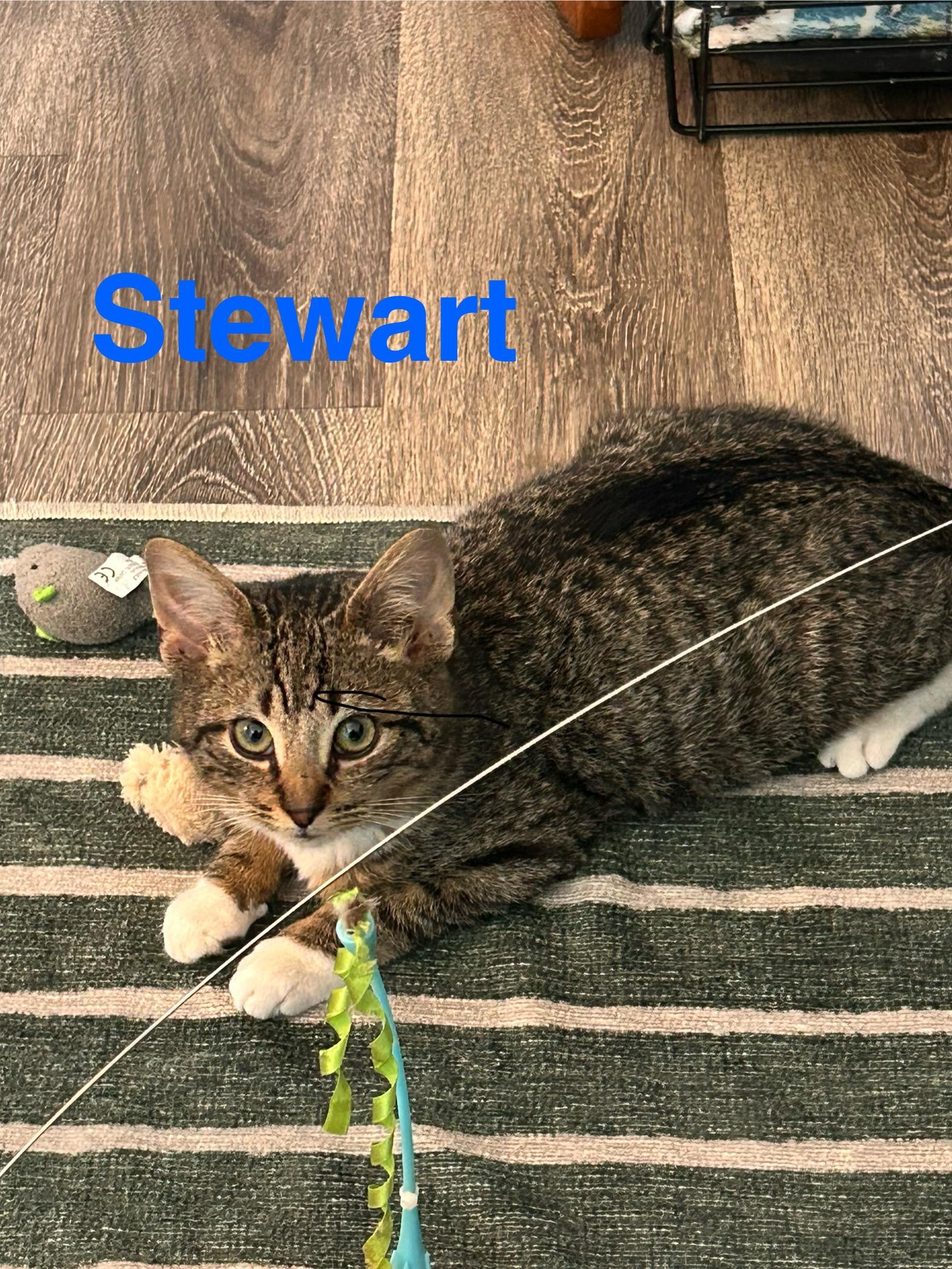 Stewart