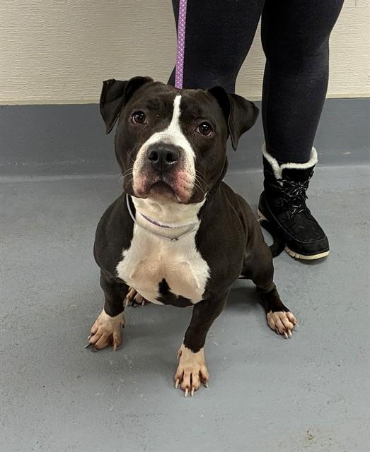 Lady Portia Featherington