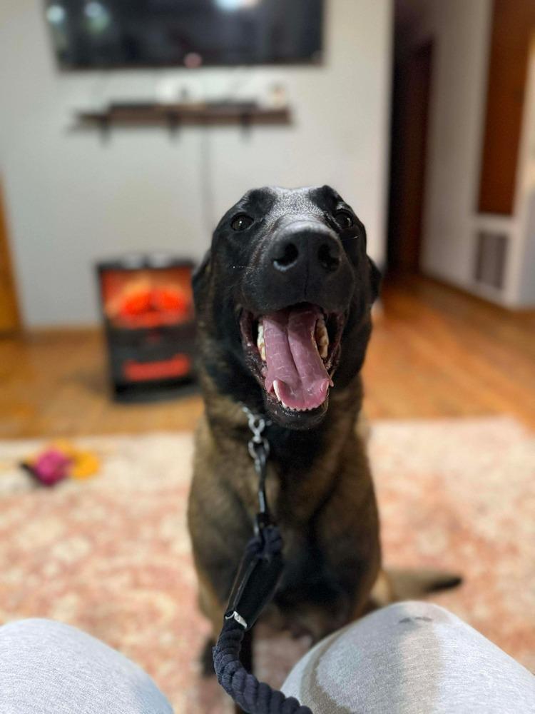 Viper Located In Oklahoma