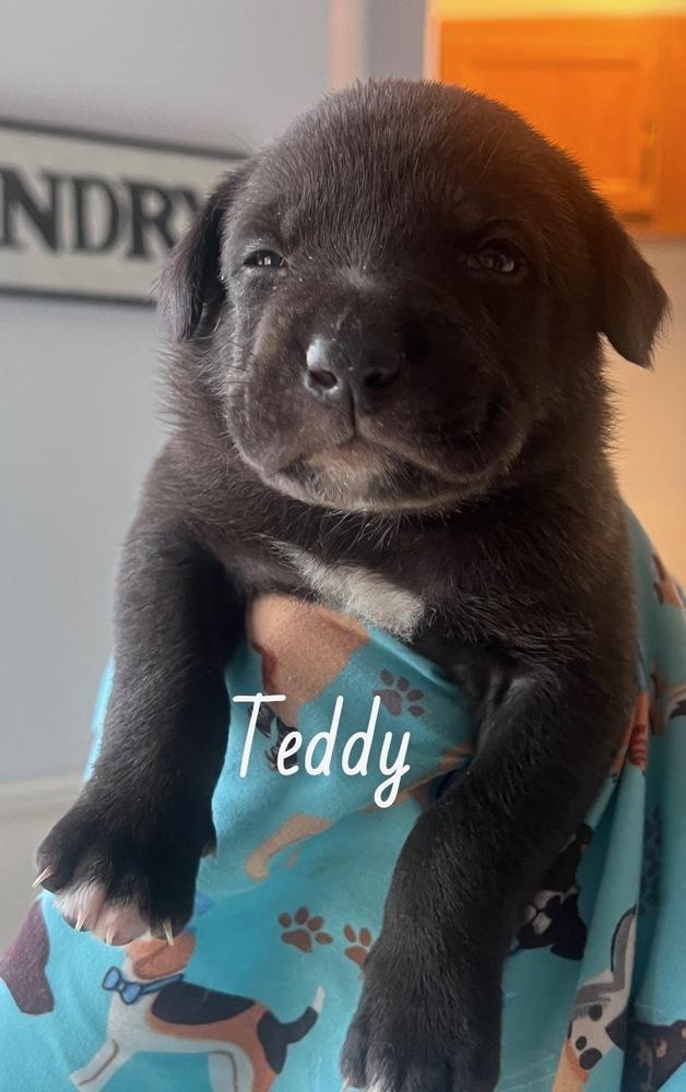 Bertchy Teddy