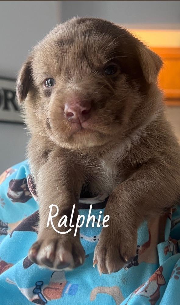 Blumel Ralphie