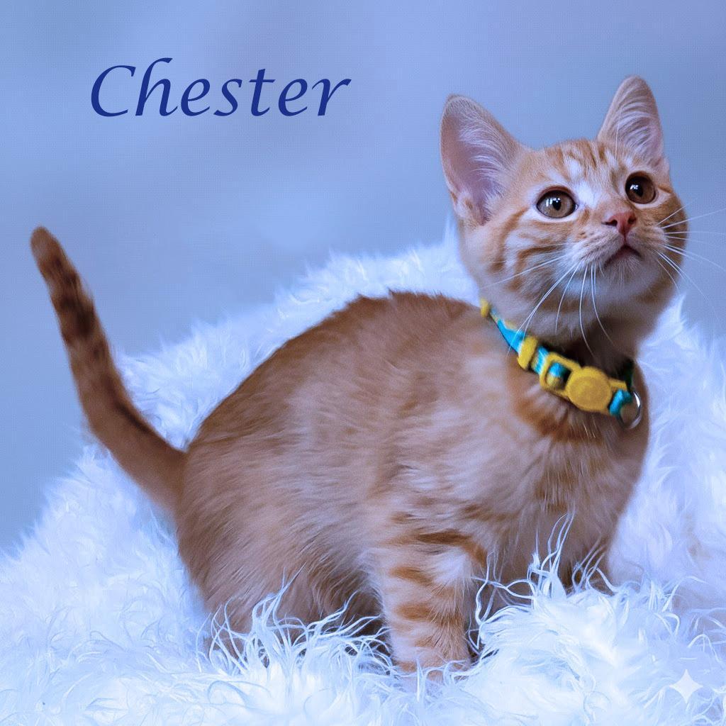 Chester C