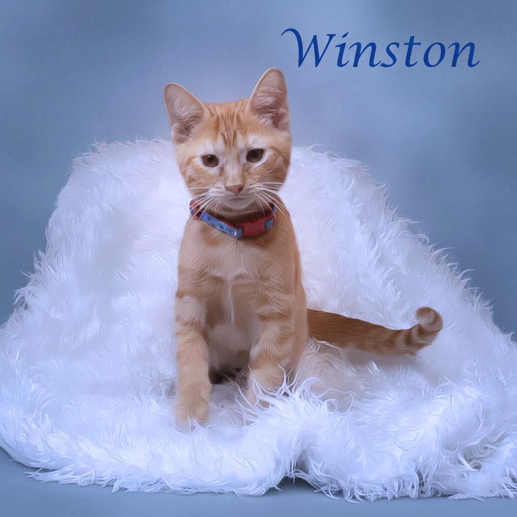 Winston C