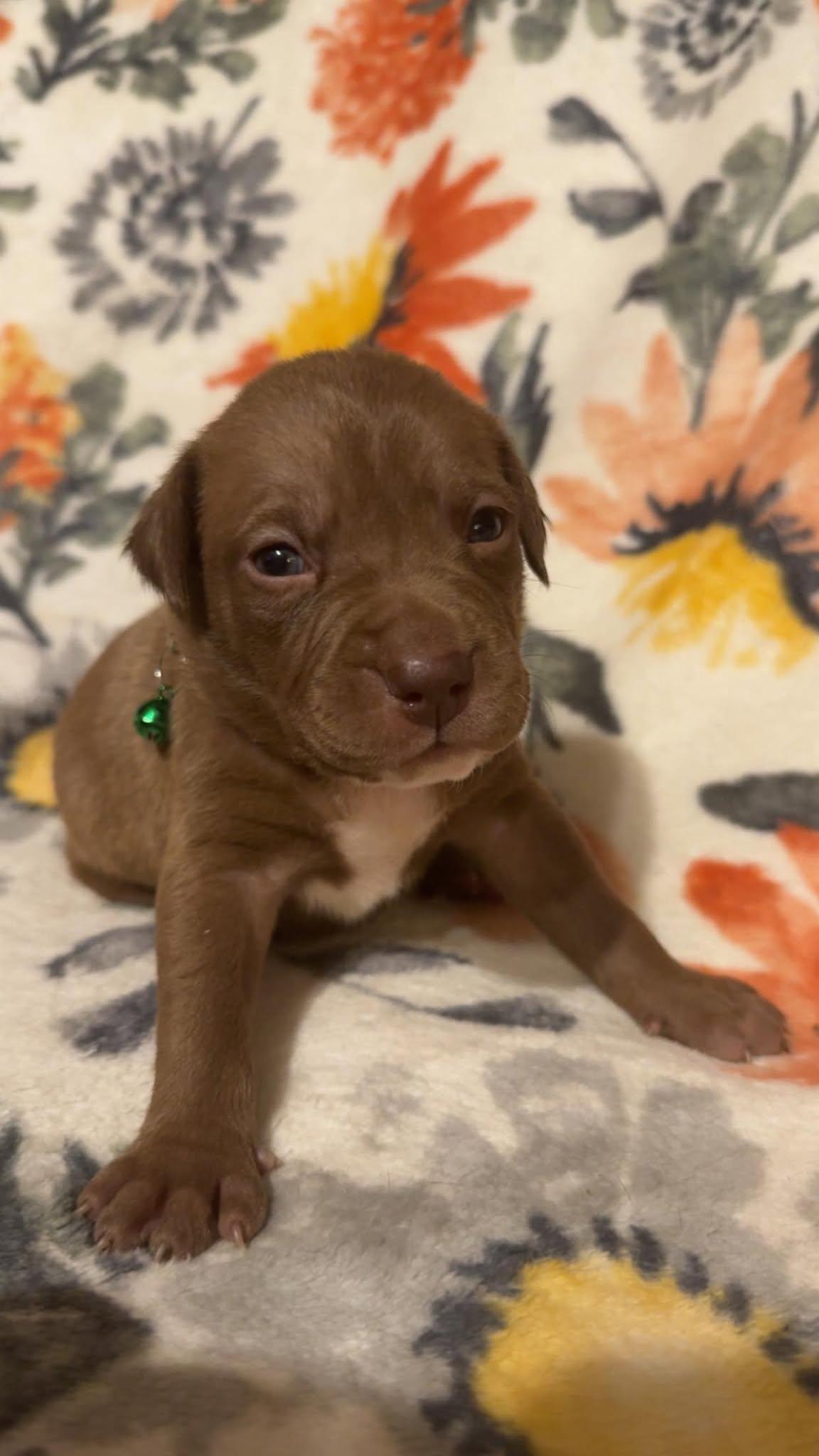 Browniestella's Litter