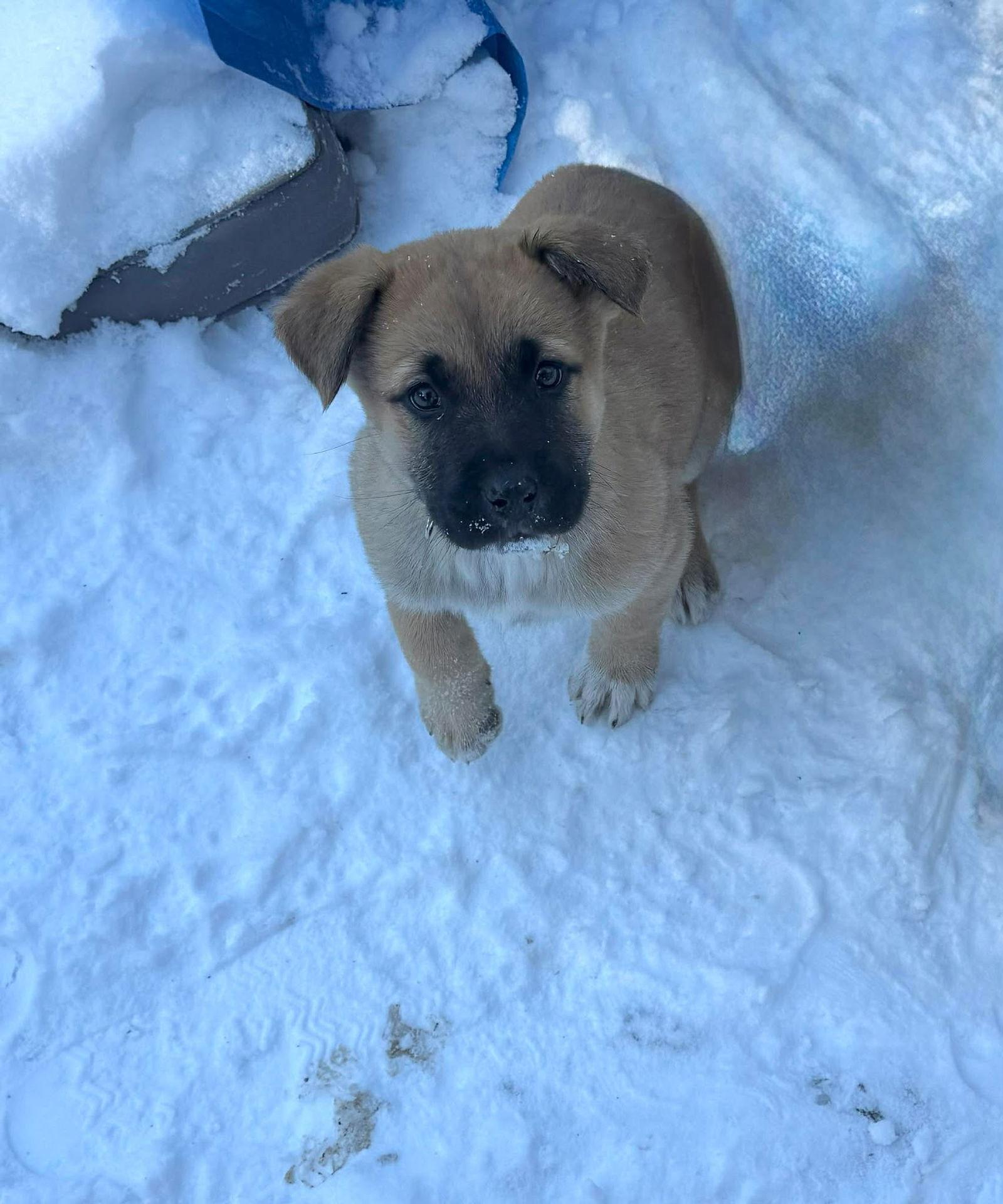 Laineynick Of Time Litter