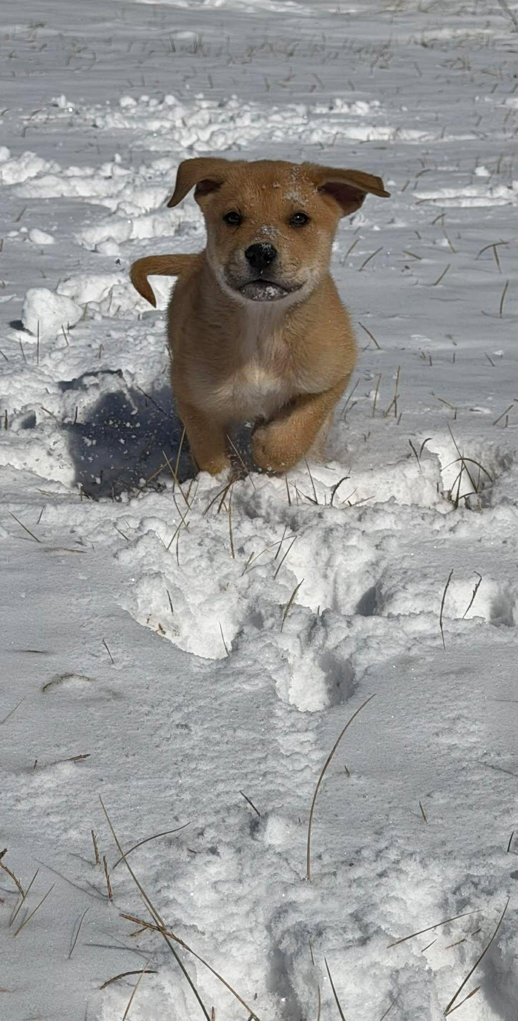 Willienick Of Time Litter