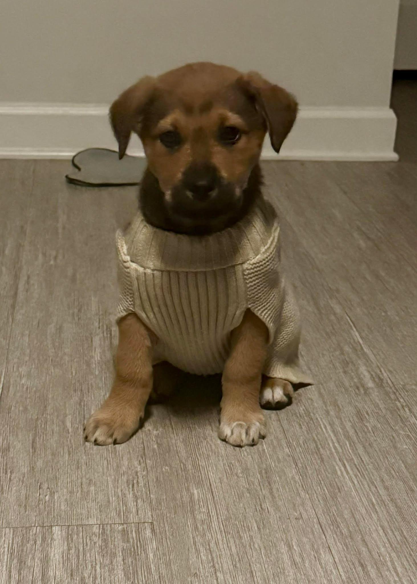 Dierksnick Of Time Litter