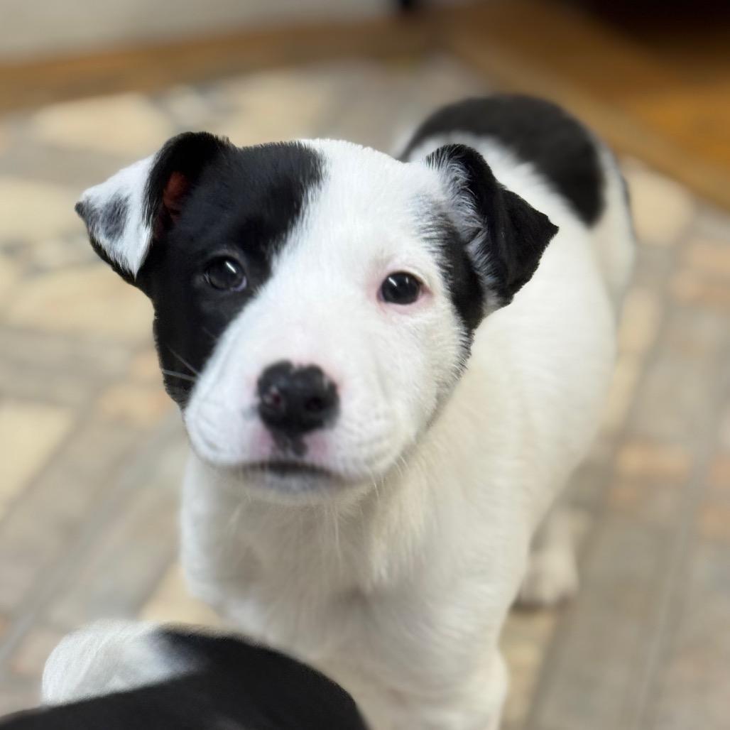 Ny Penelope Avail Feb