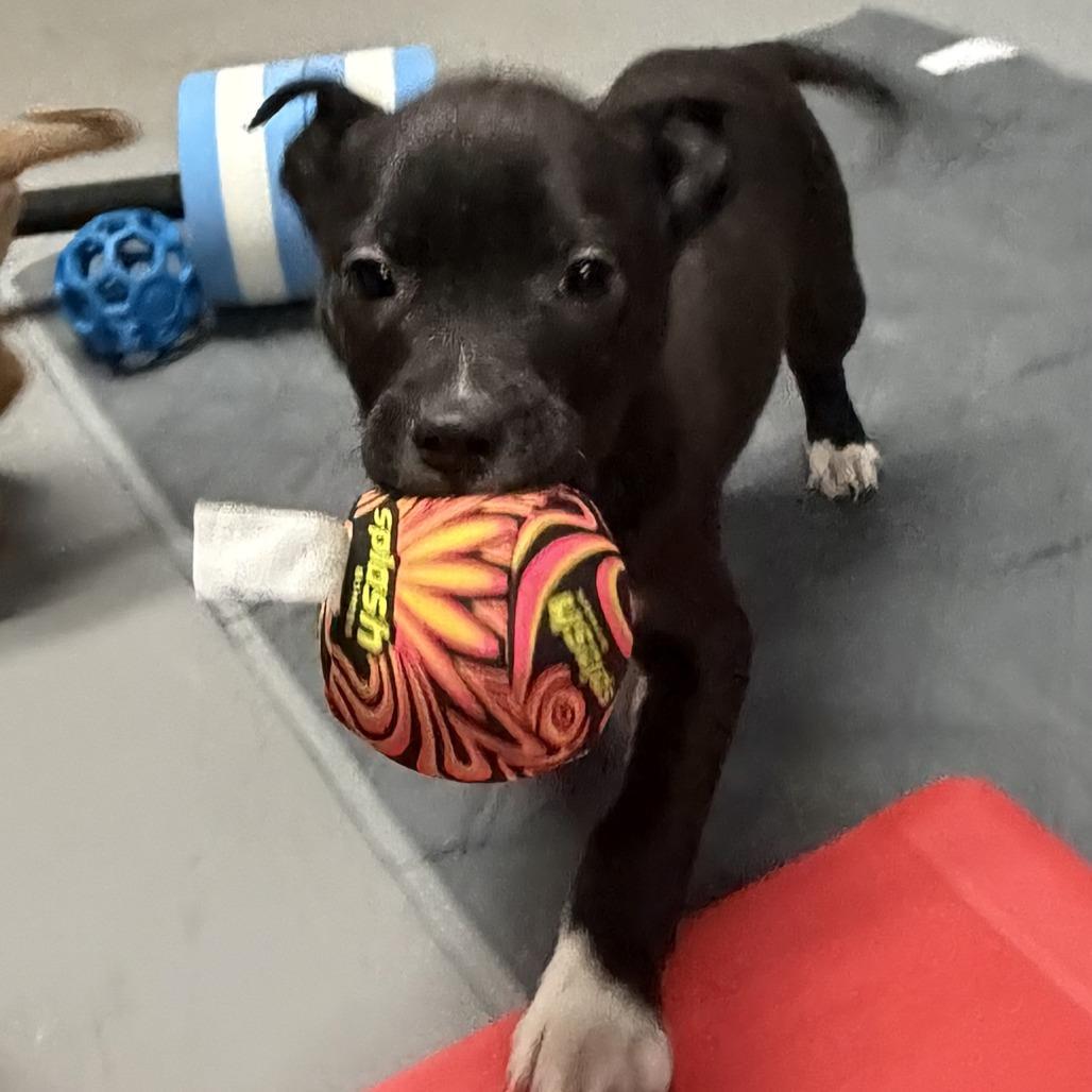 Ny Duchess Avail Feb