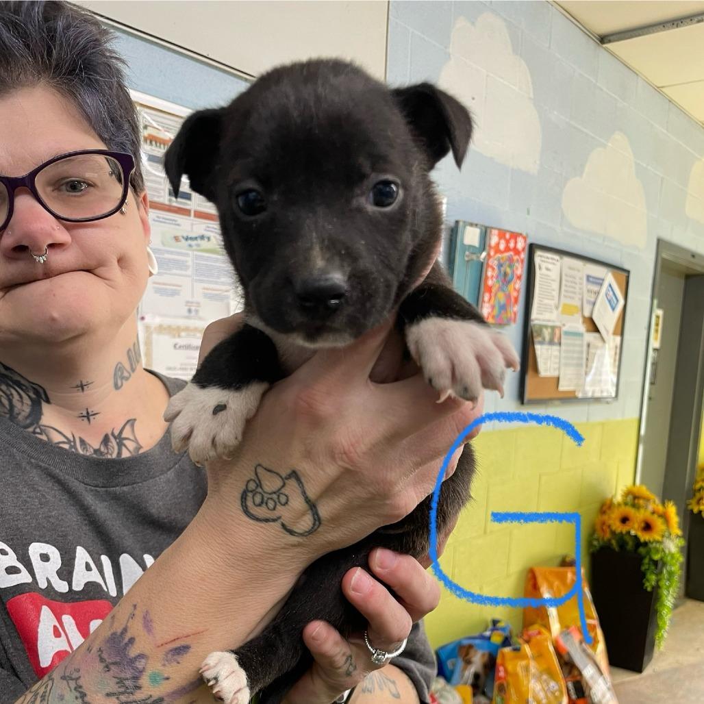 Ny Duchess Avail Feb