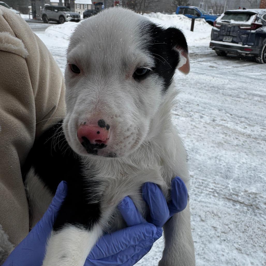 Ny Lord Anthony Avail