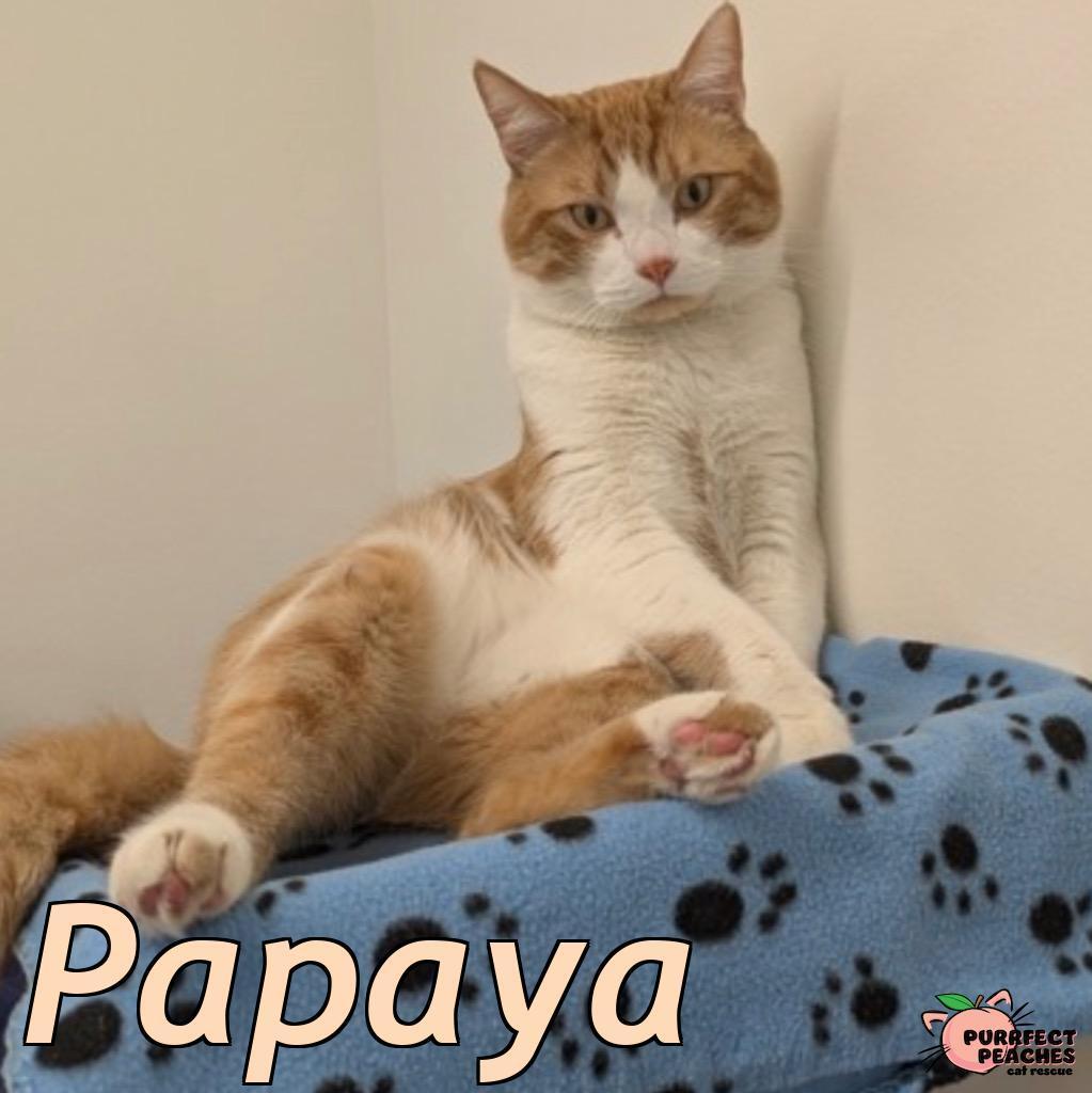 Papaya