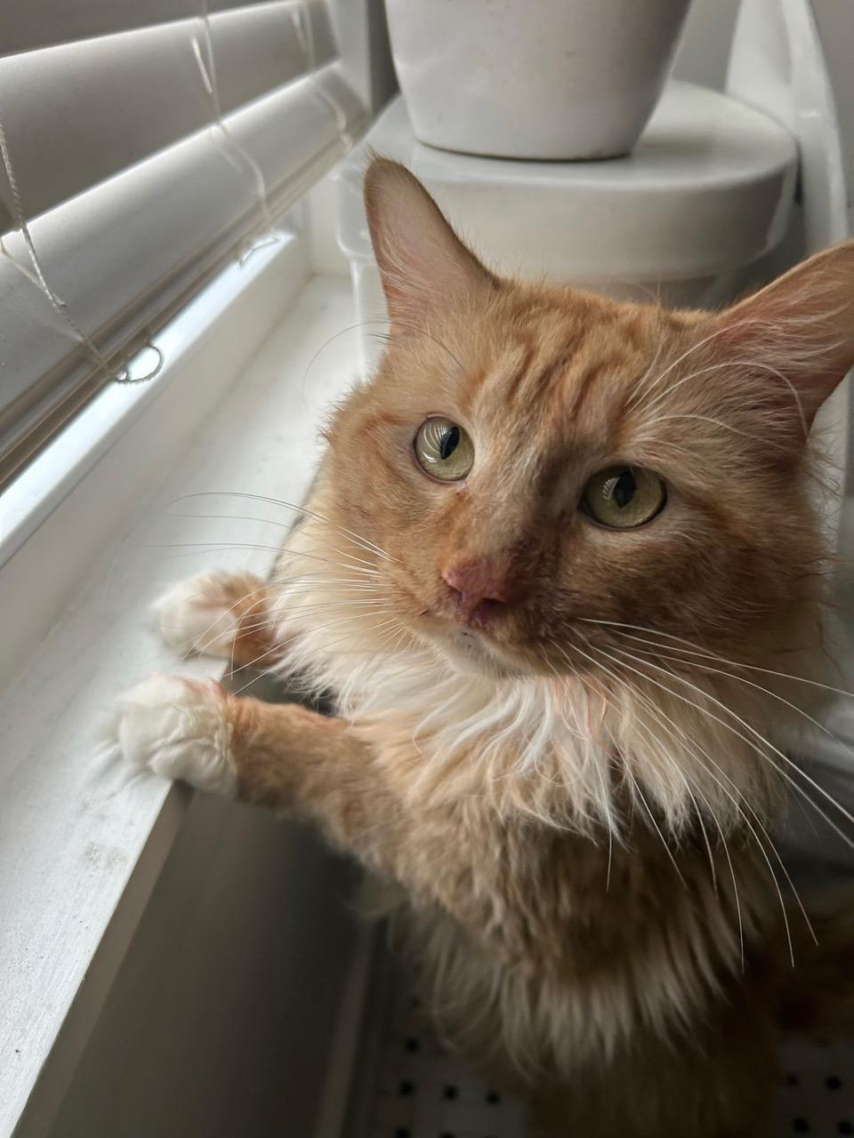 Garfield Bonded With Nermal