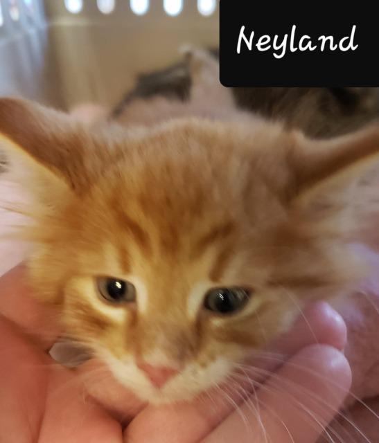 Neylandjudah