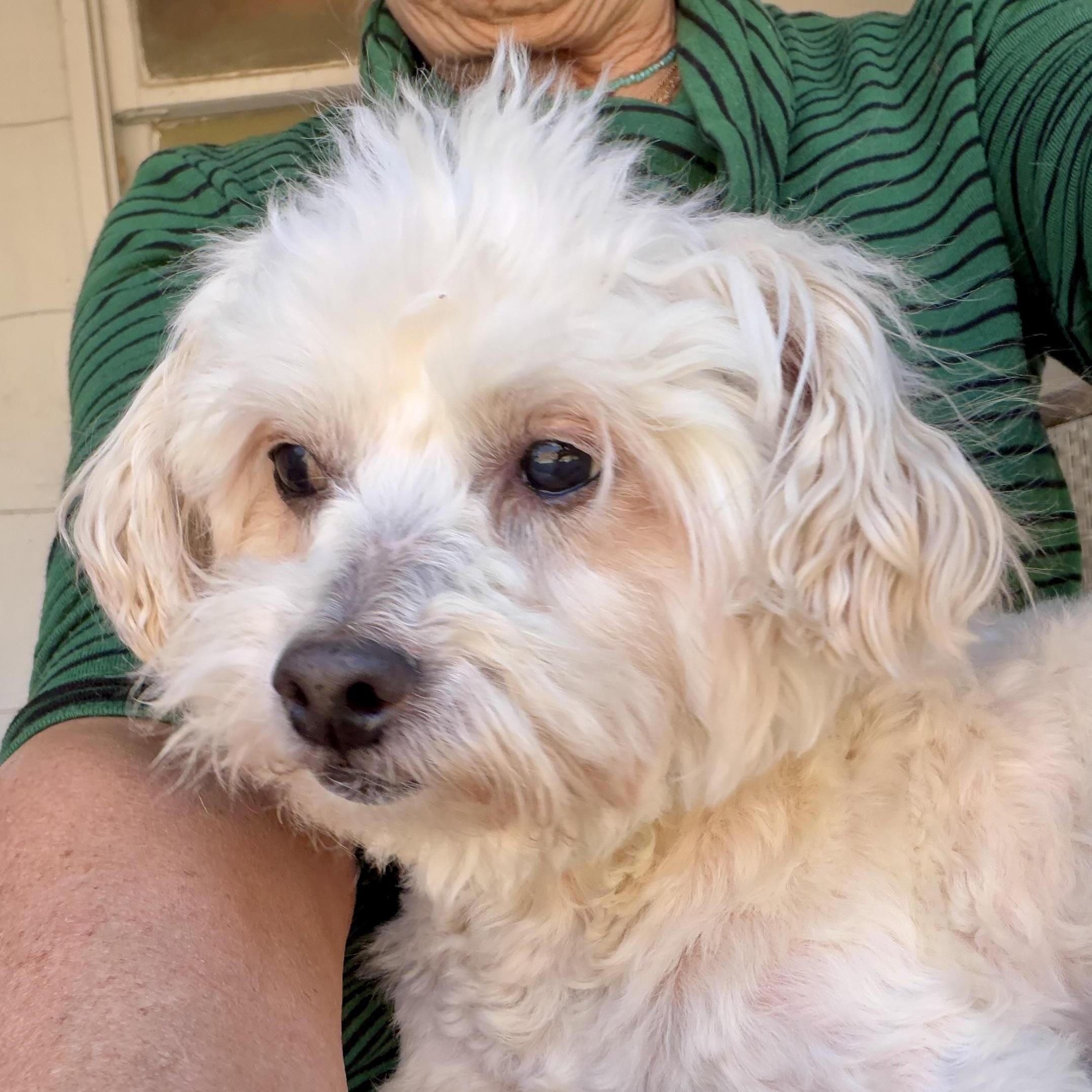 Mickey — Peaceful Pup