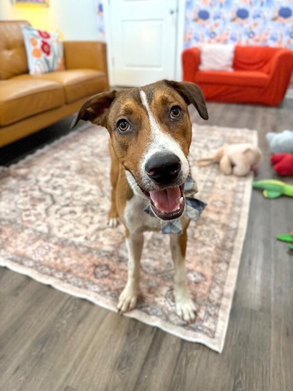 George The Goodest Boy