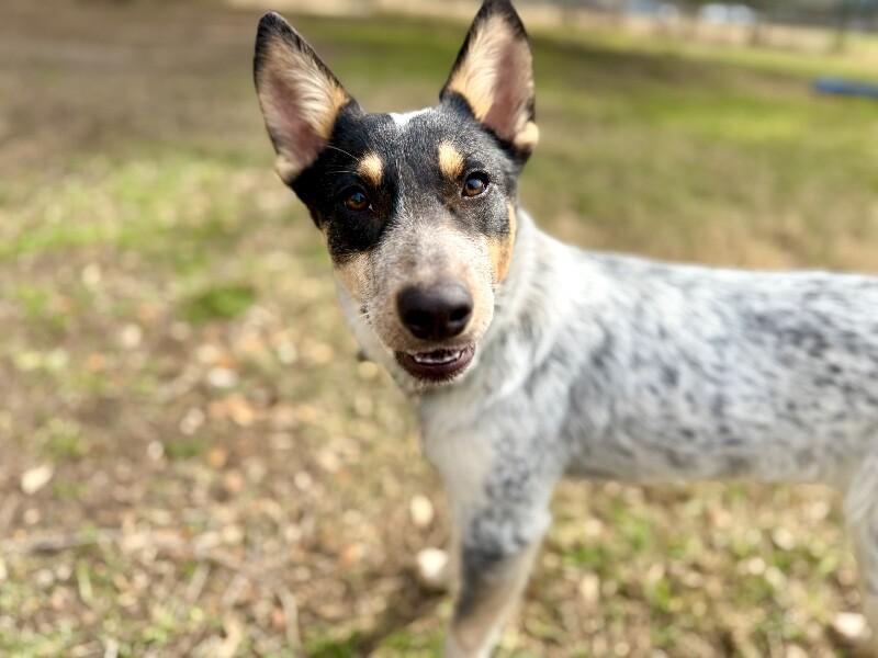 Skye Cloud Nine Companion