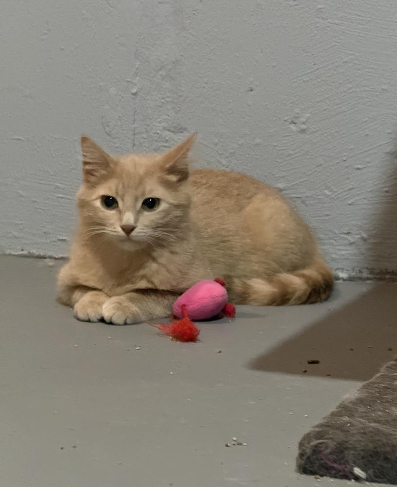 Peanut Butter Blossom