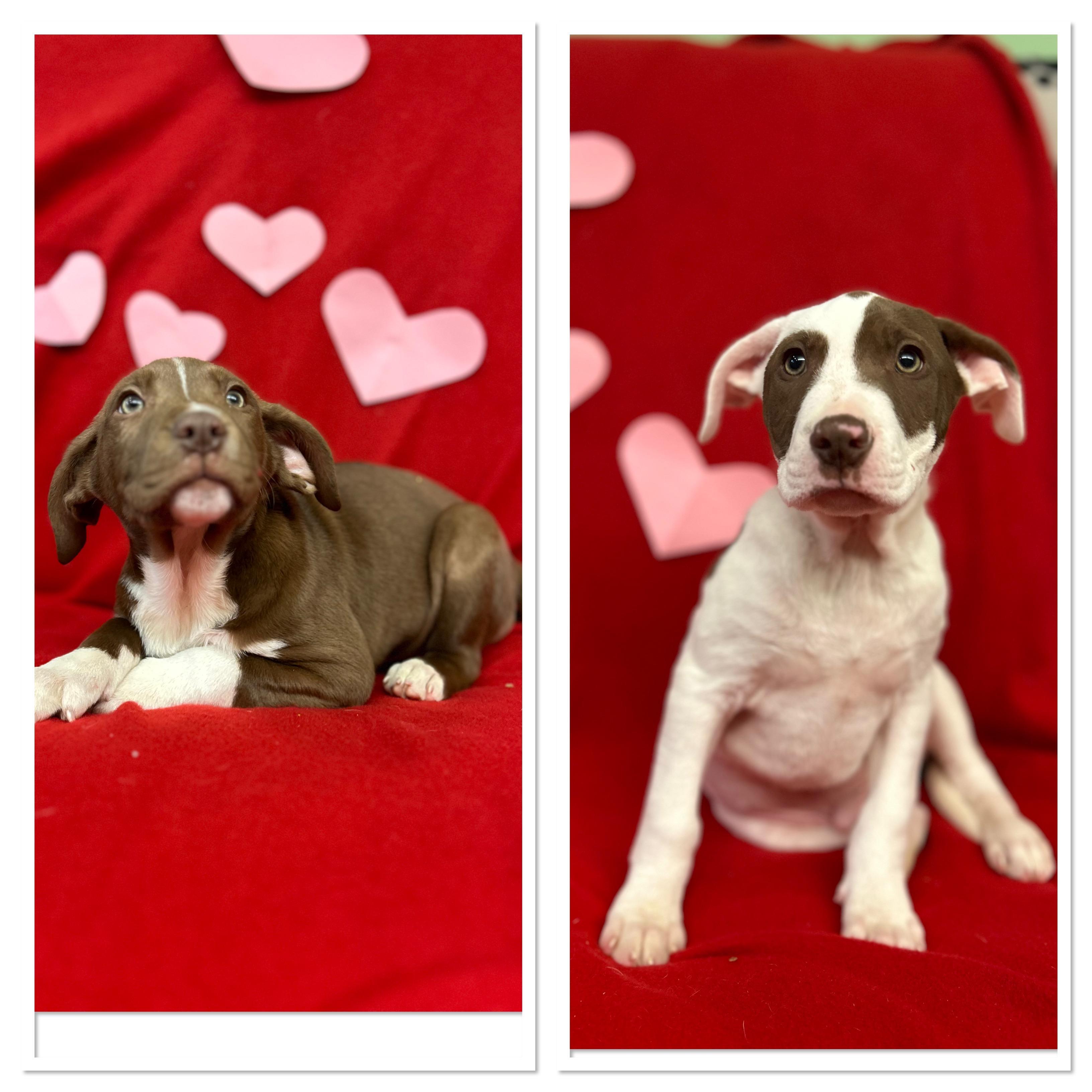 Chocolate And Vanilla