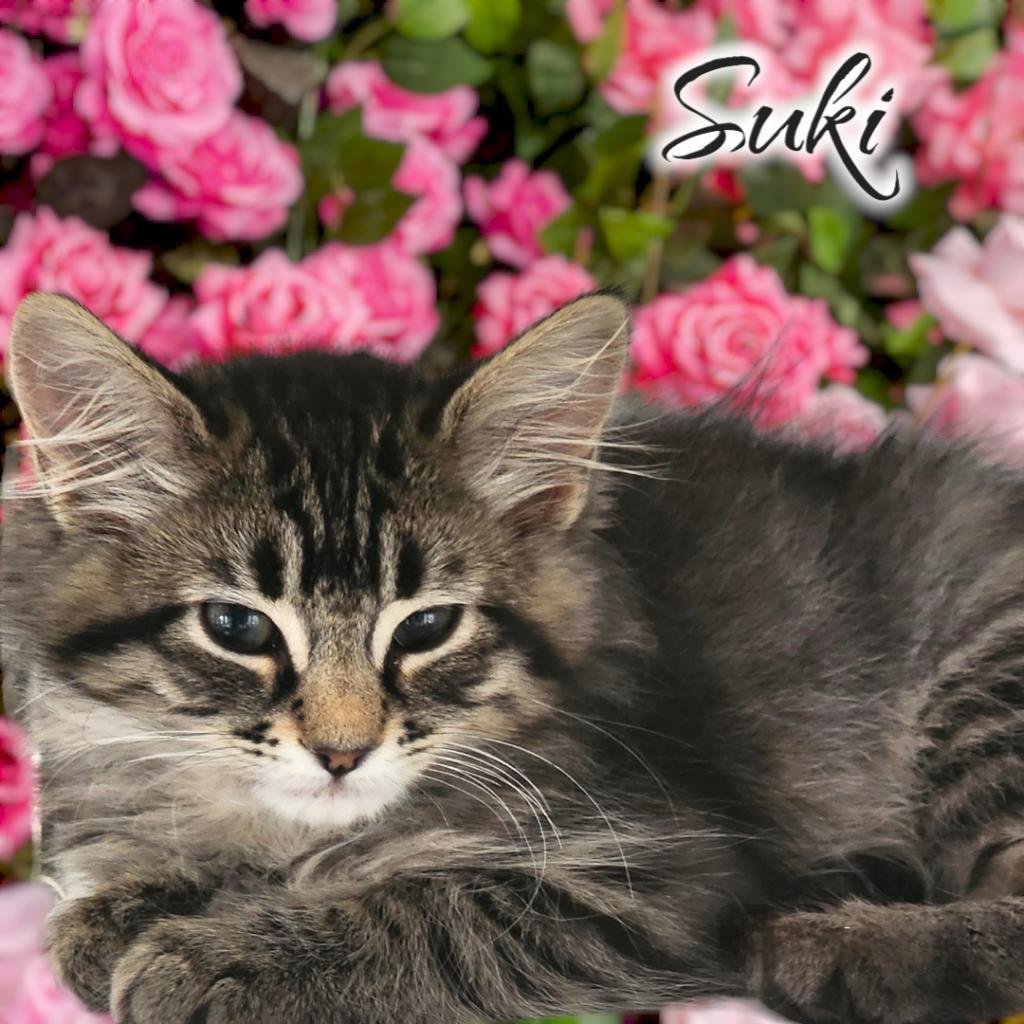Suki