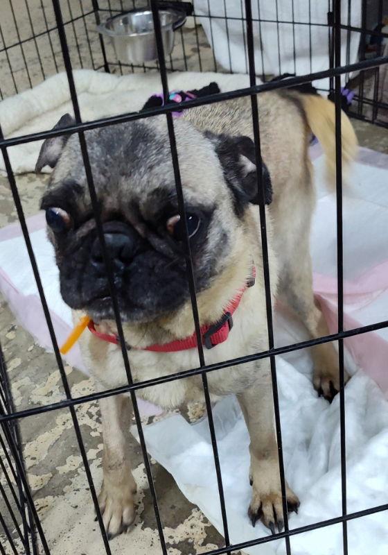 Vanellope Von Schweetz