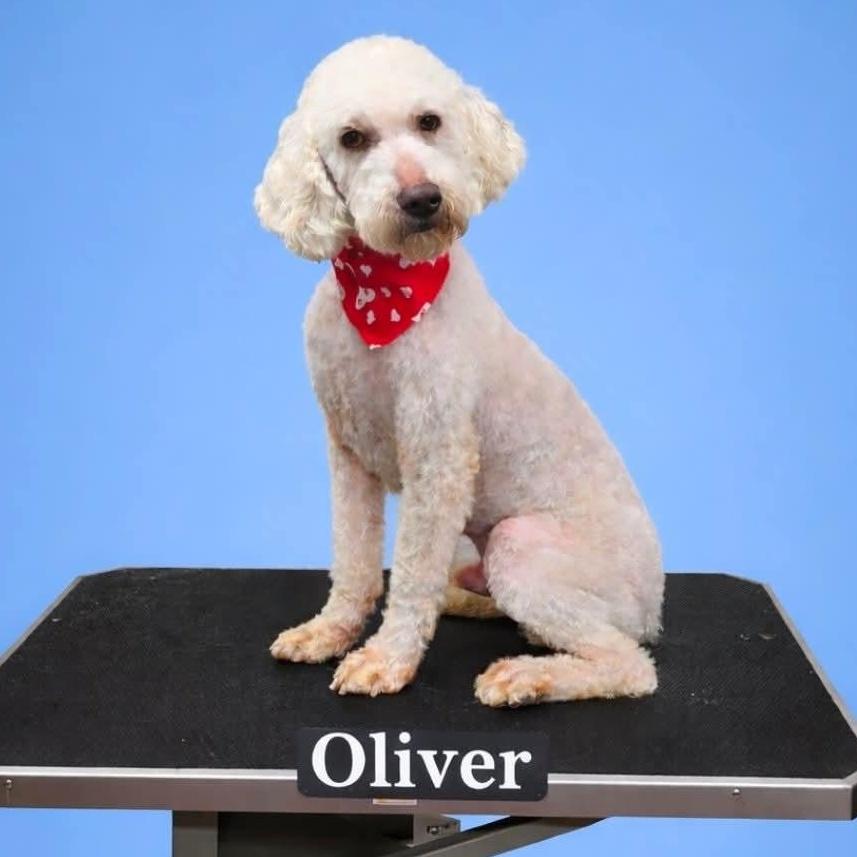Oliver