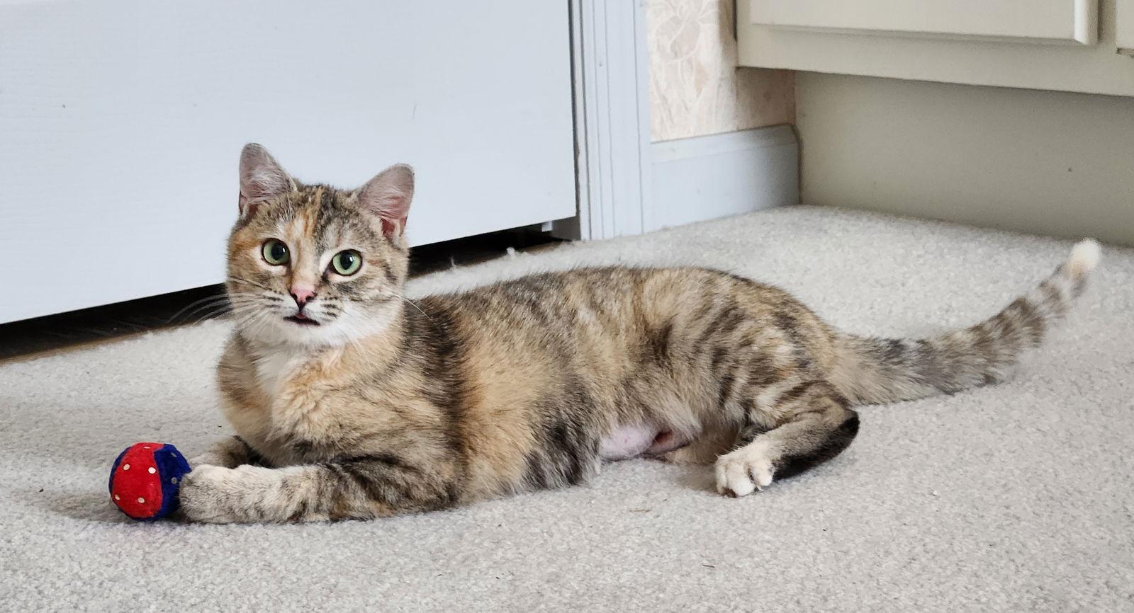 Buffy Young Female Tabbico