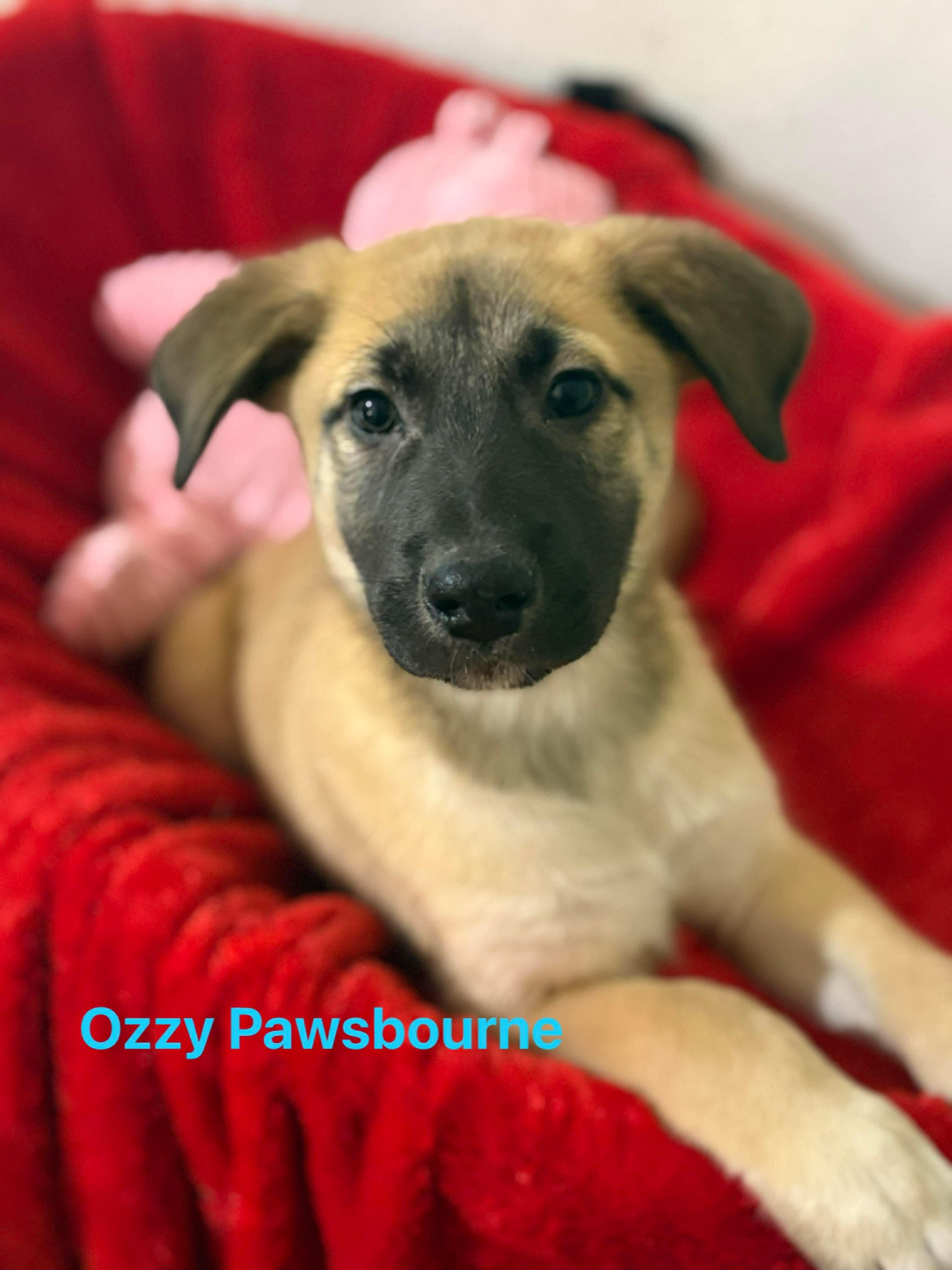 Ozzy Pawsborne