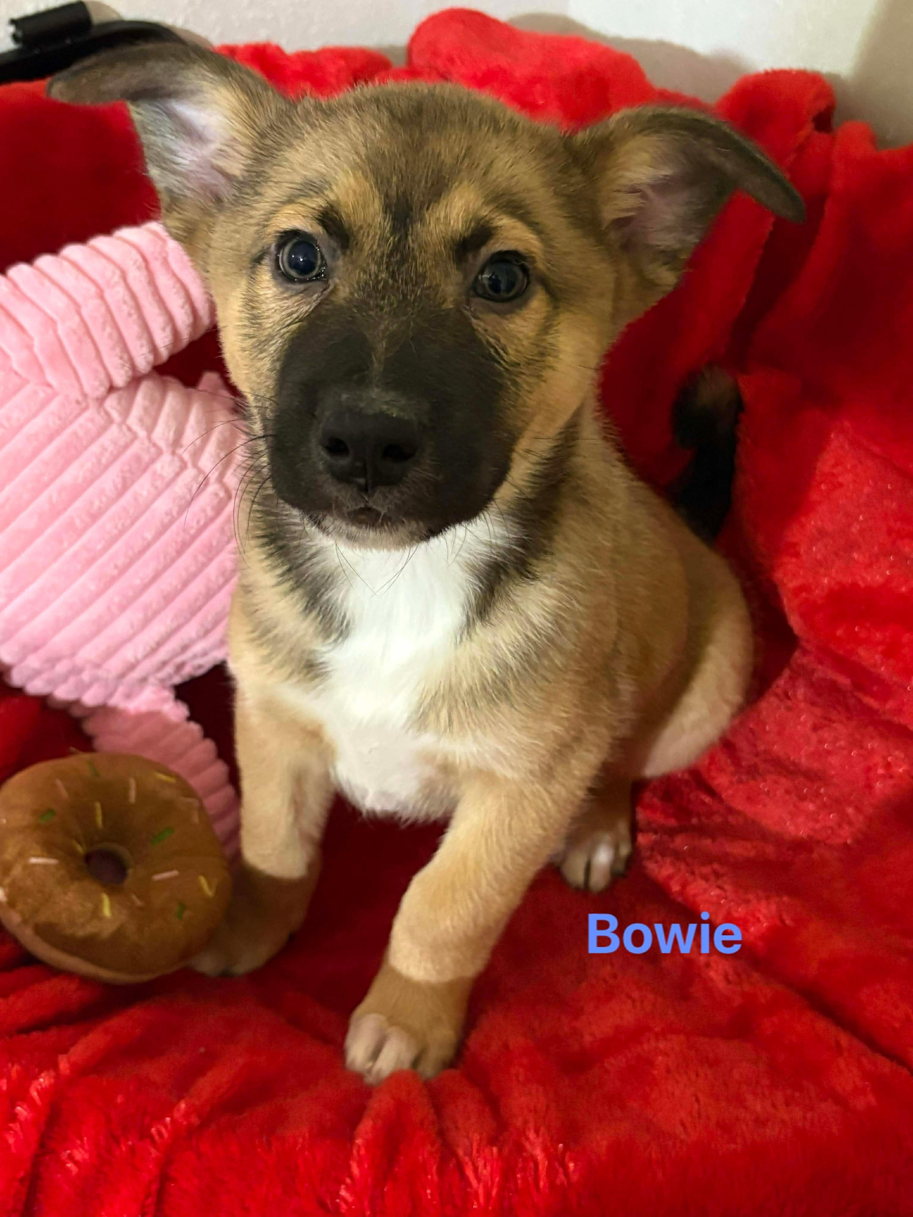 Bowie
