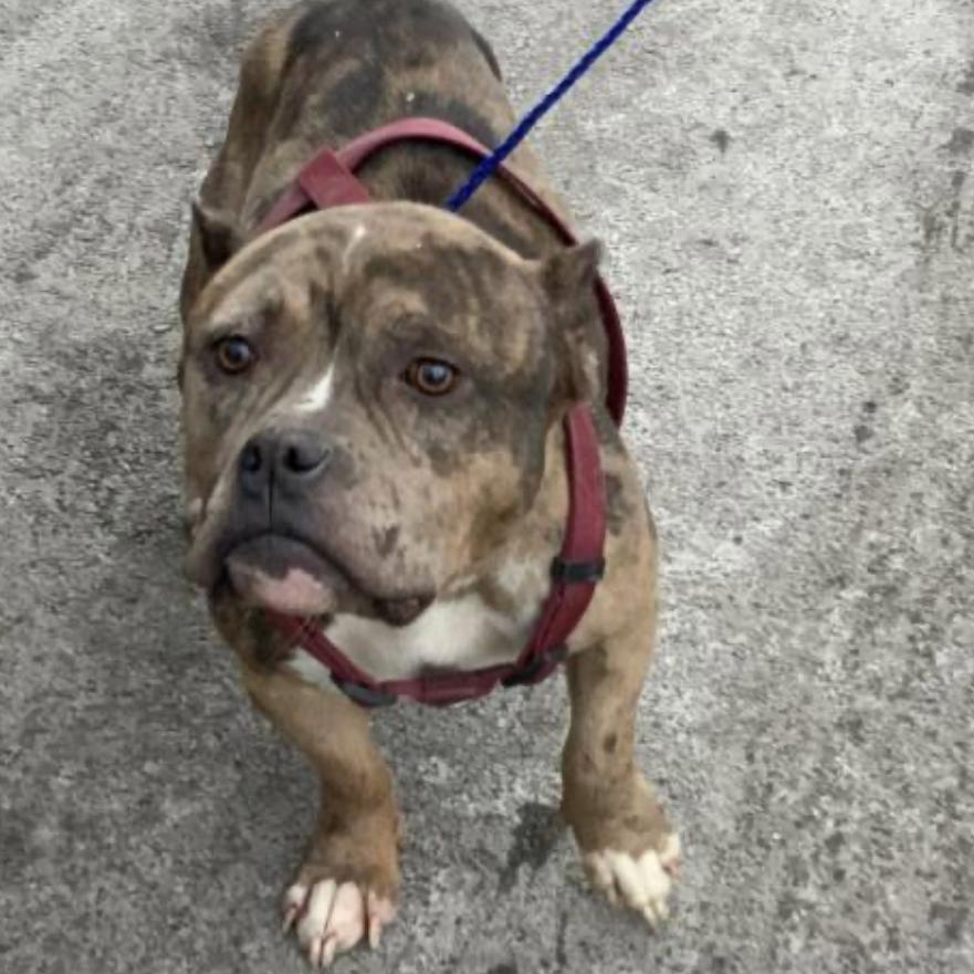 Puma ~ Coming Soon!!!