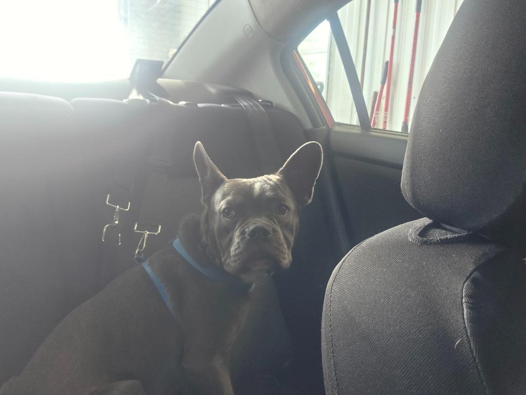 Koda Courtesy Listing