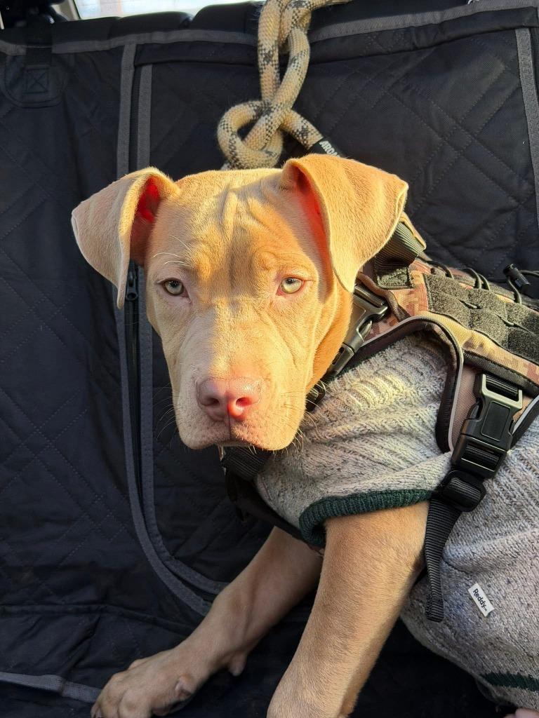 Stone Courtesy Listing