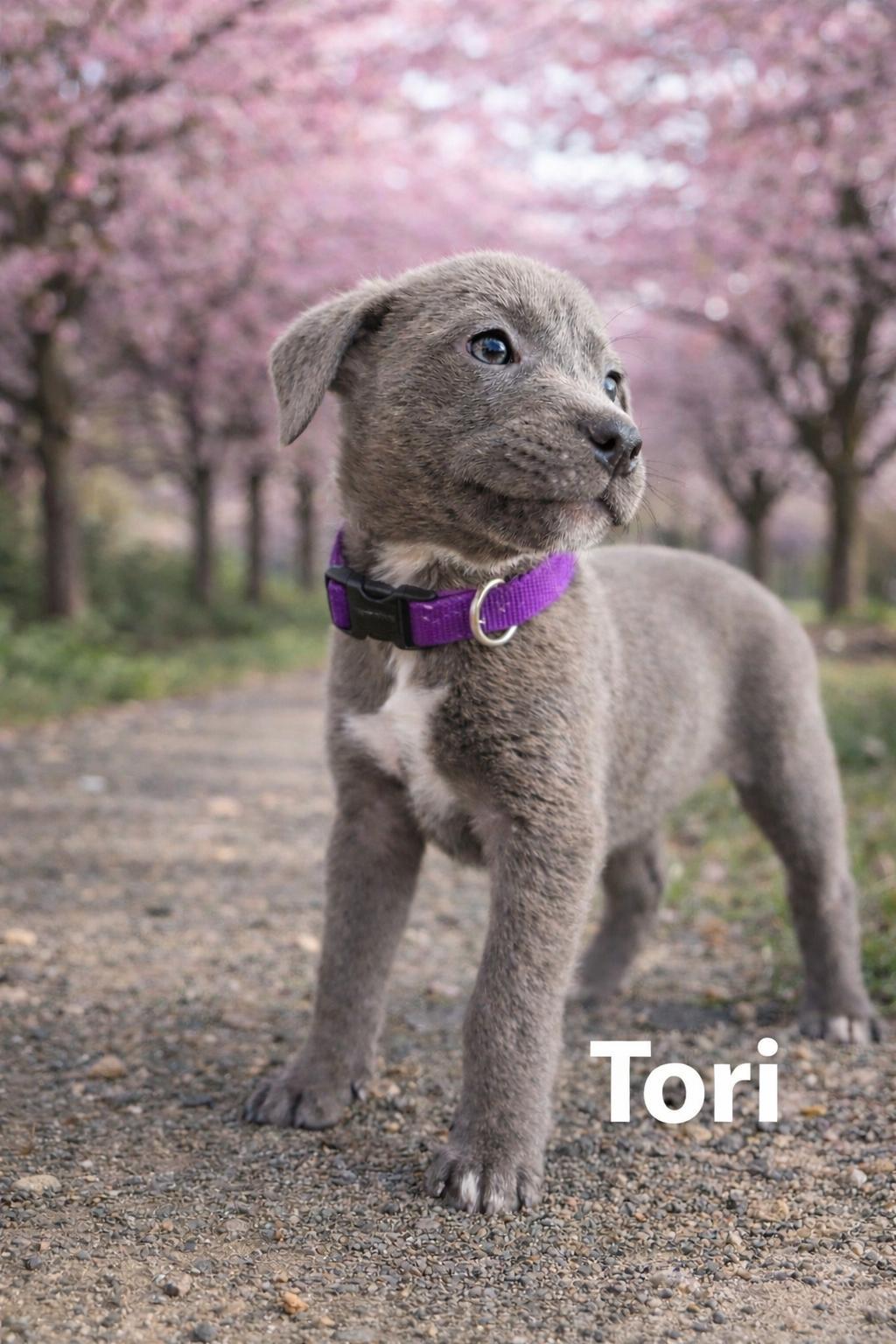 Tori