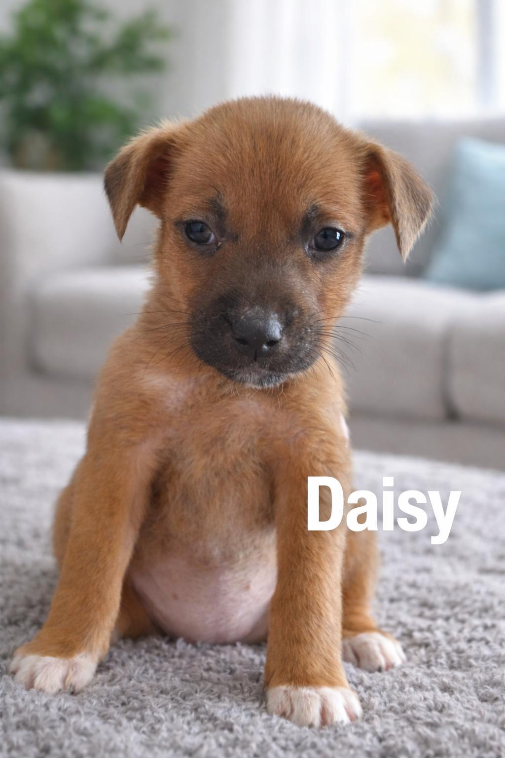 Daisy