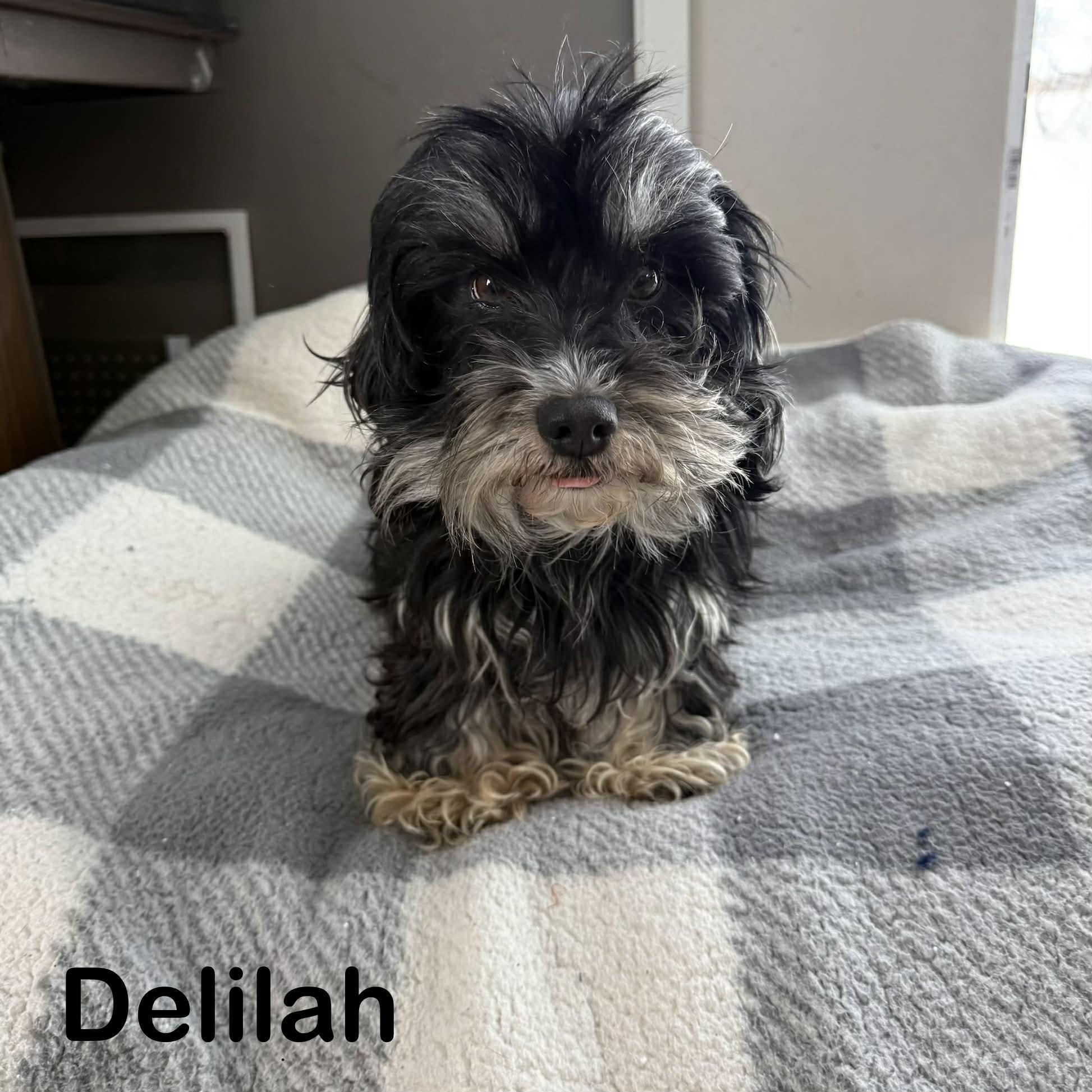 Delilah