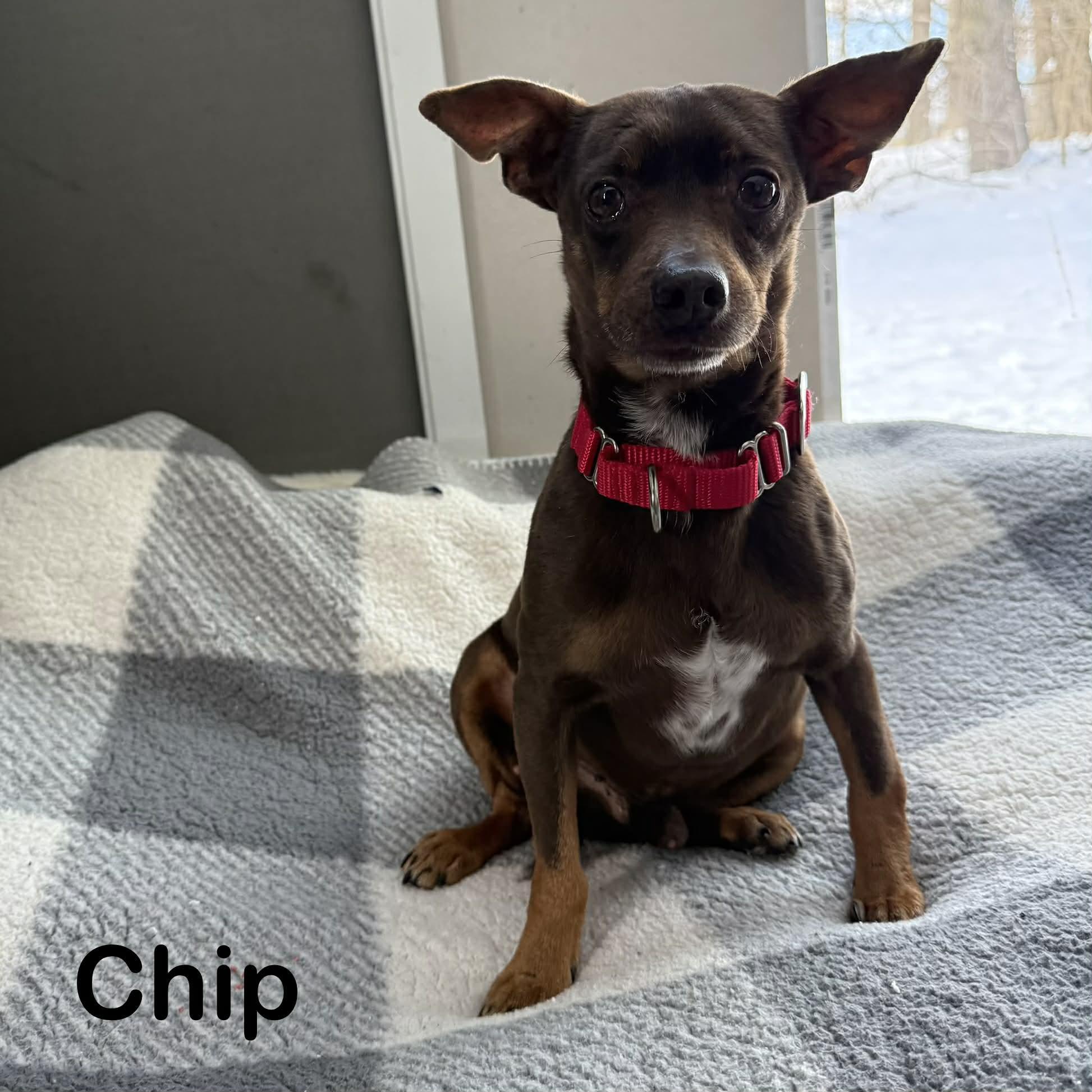 Chip